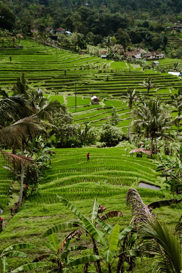 Jatiluwih Rice Terrace